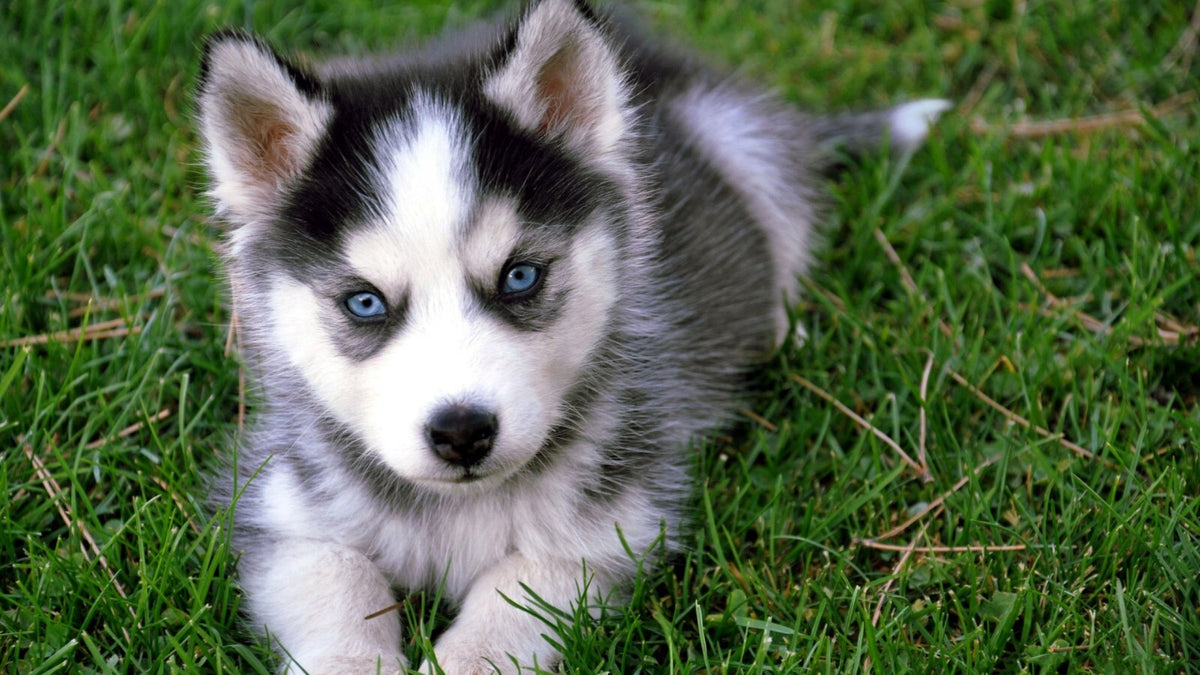 Dog Puppy | Neutral Tone Photo | Home Decor Poster - Photography Poster