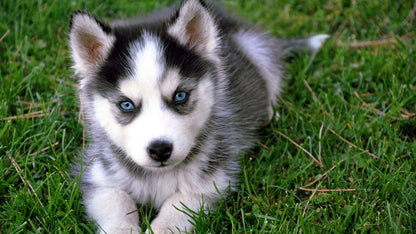 Dog Puppy | Neutral Tone Photo | Home Decor Poster - Photography Poster