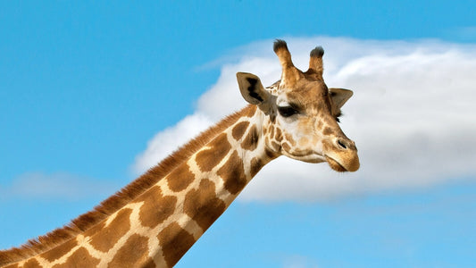Giraffe | Savanna Inhabitant | Nature Poster - Photography Poster