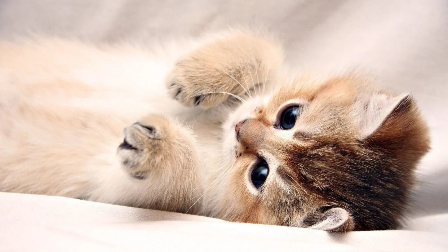 Cat Kitten | Feline Portrait | Nursery Wall Poster - Photography Poster