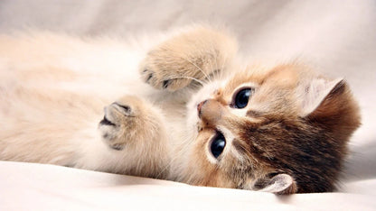 Cat Kitten | Feline Portrait | Nursery Wall Poster - Photography Poster