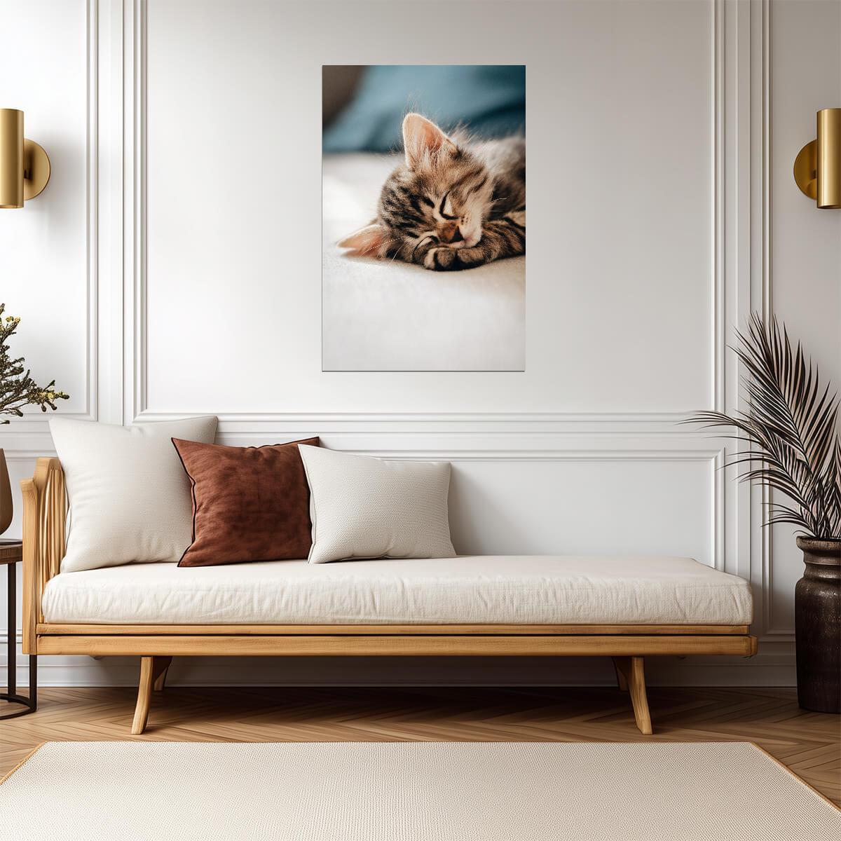 Cat Kitten | Colorful Cat Art | Animal Poster - Photography Poster