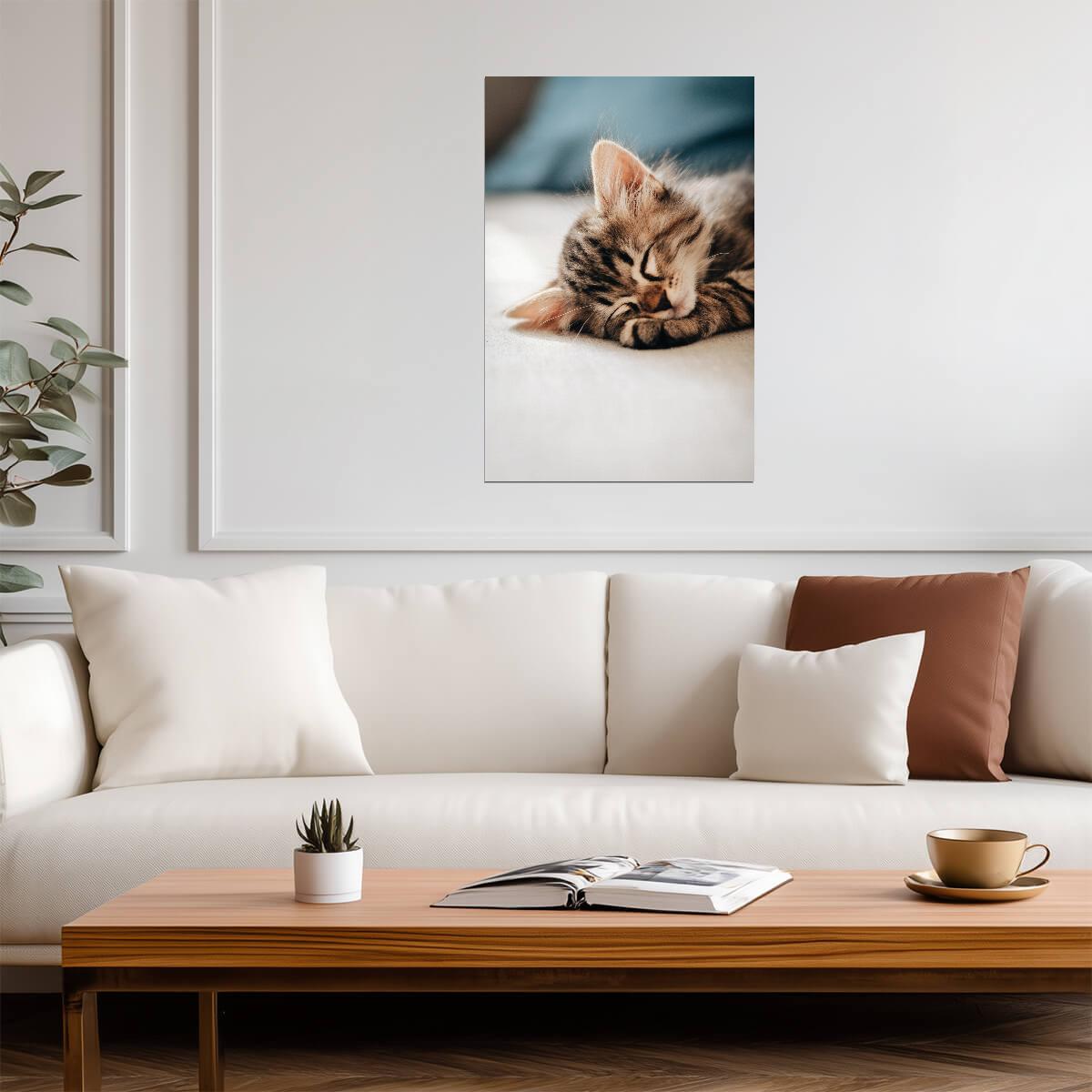 Cat Kitten | Colorful Cat Art | Animal Poster - Photography Poster