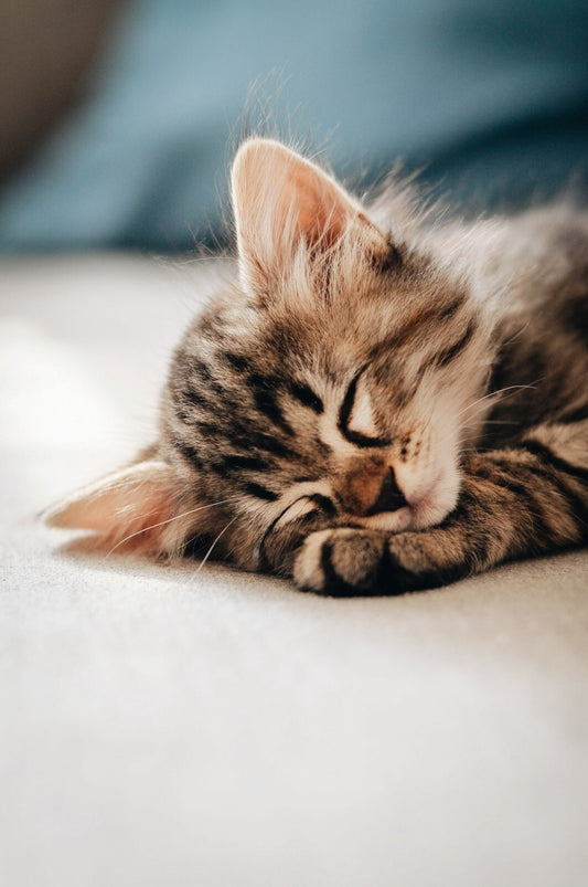 Cat Kitten | Colorful Cat Art | Animal Poster - Photography Poster