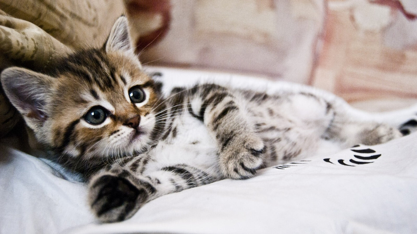 Cat Kitten | Neutral Tone Photo | Home Decor Poster - Photography Poster