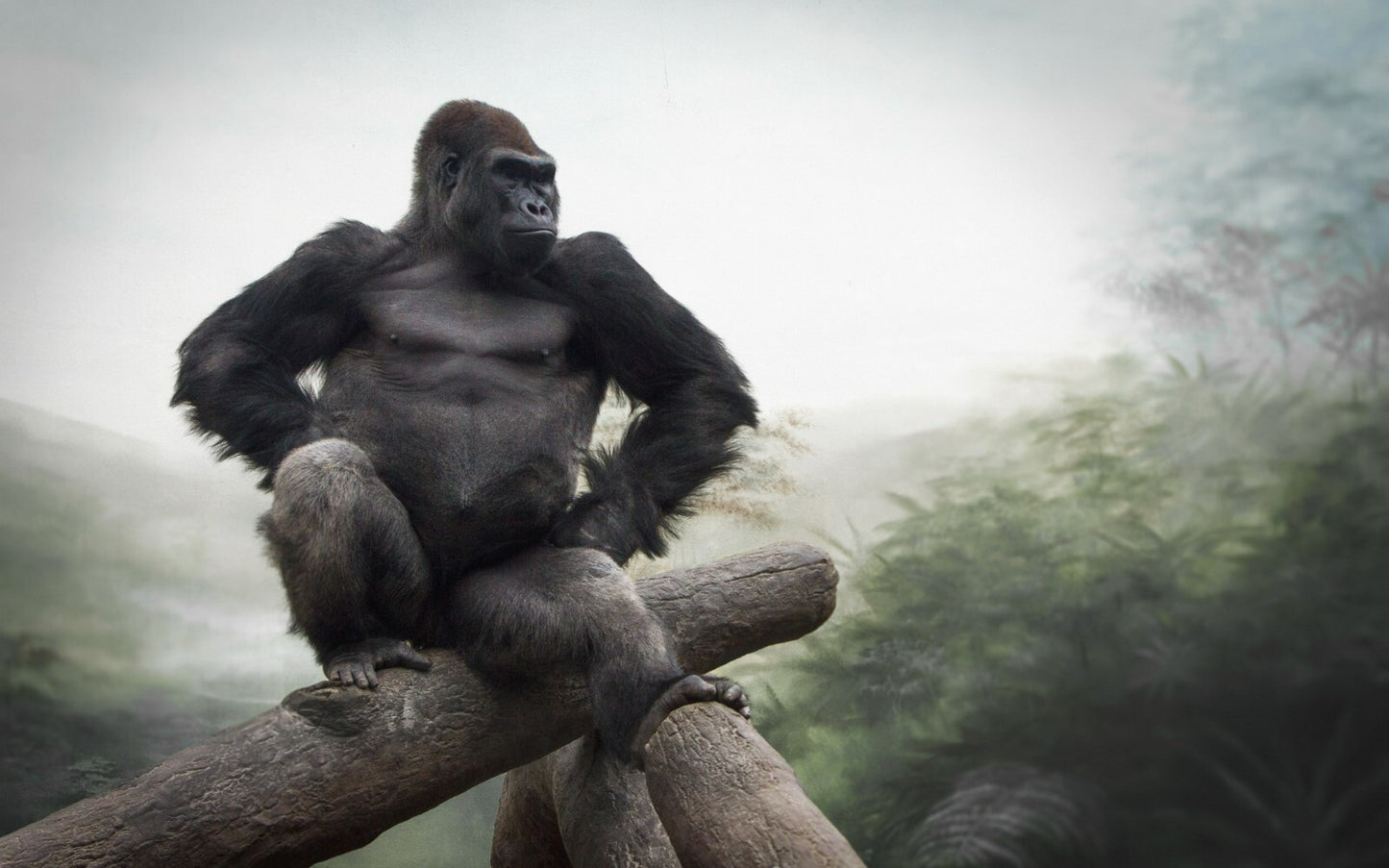 Gorilla | Silverback Portrait | Wildlife Poster - Photography Poster
