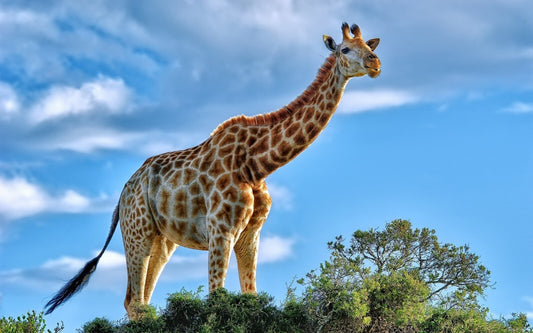 Giraffe | Tallest Mammal | Kids Room Poster - Photography Poster