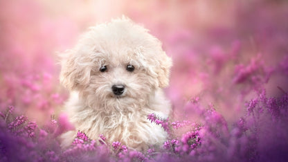 Dog Puppy | Playful Dog Art | Family Room Poster - Photography Poster
