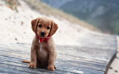 Dog Puppy | Multicolor Pet Print | Modern Poster - Photography Poster