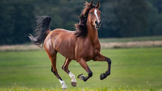 Horse | Running Horse Art | Decor Poster - Photography Poster