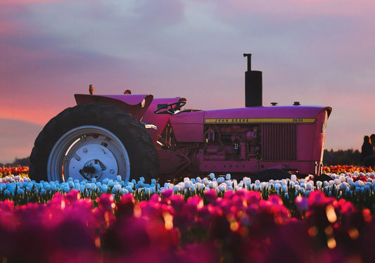 Pink John Deere 2630 Tractor | Farm Art Print | Vintage Tractor in Tulip Field Poster - Cars Poster
