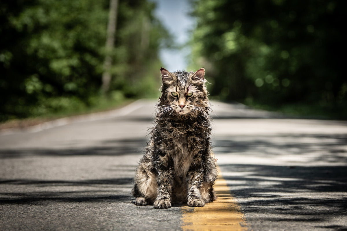 Pet Sematary 2019 Movie Poster | Church the Cat on the Road - Movies & TV Poster
