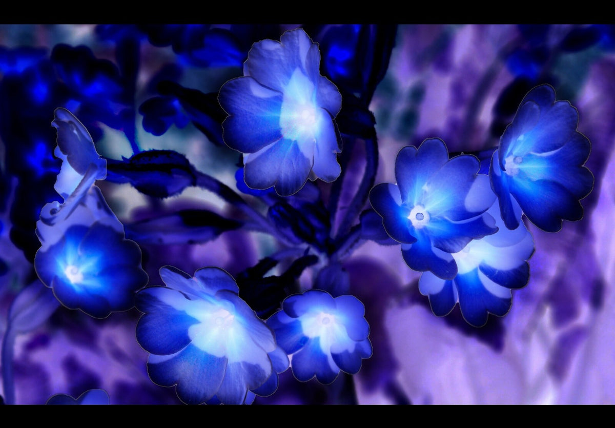 Avatar 2009 Movie Poster | Glowing Blue Pandora Flowers - Movies & TV Poster
