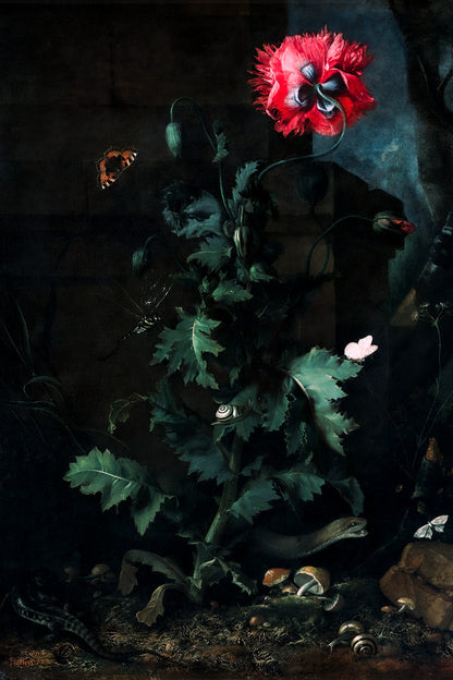 Red Poppy with Butterfly | Dark Floral Art Print Poster