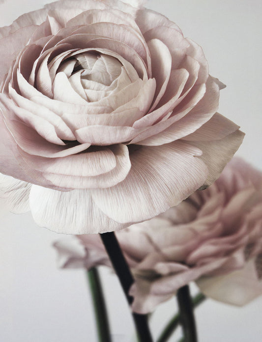 Vintage Pink Rose | Romantic Botanical Photography | Soft Pastel Floral Poster