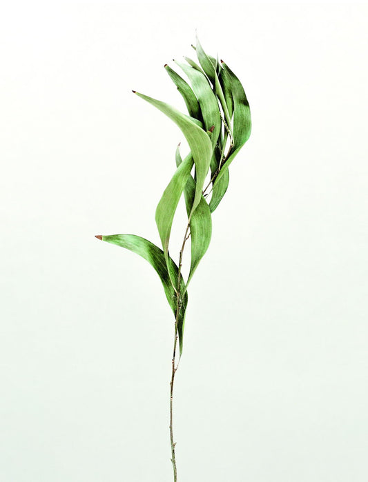 Minimalist Bamboo Leaf | Modern Botanical Photography | Scandinavian Greenery Poster