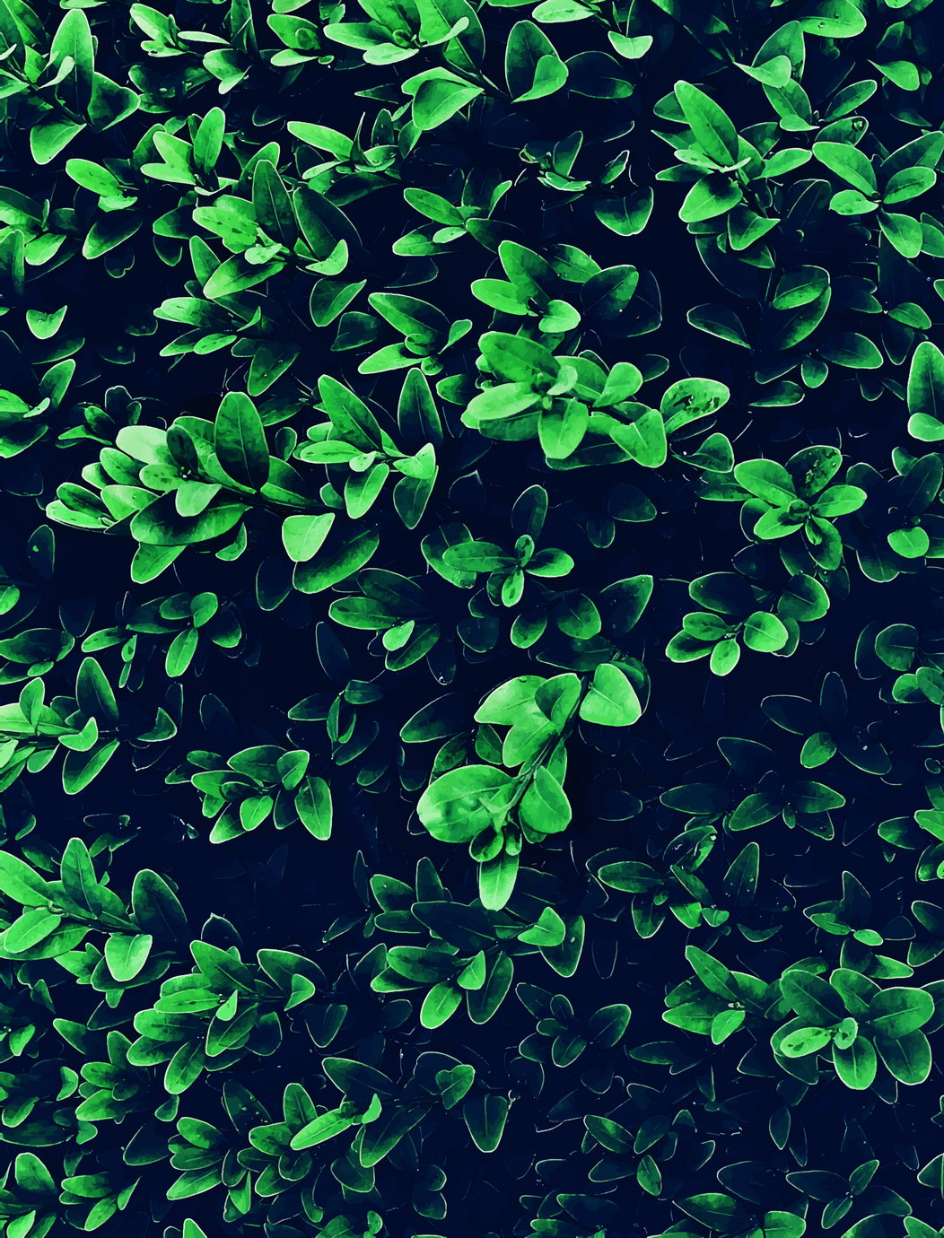 Lush Green Leaves Texture | Modern Botanical Photography | Nature Wall Poster