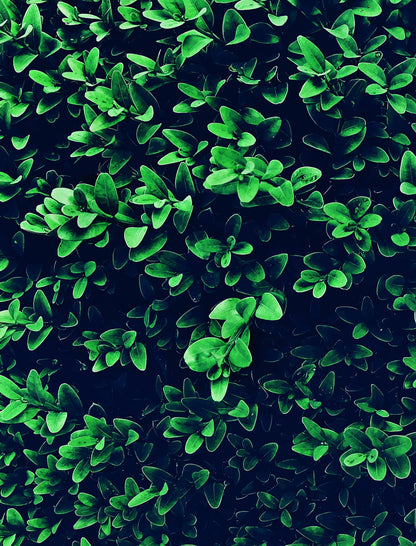 Lush Green Leaves Texture | Modern Botanical Photography | Nature Wall Poster