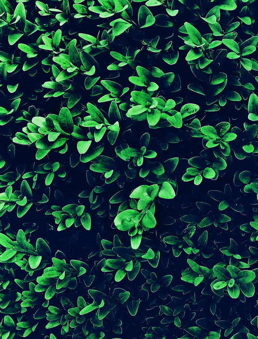 Lush Green Leaves Texture | Modern Botanical Photography | Nature Wall Poster