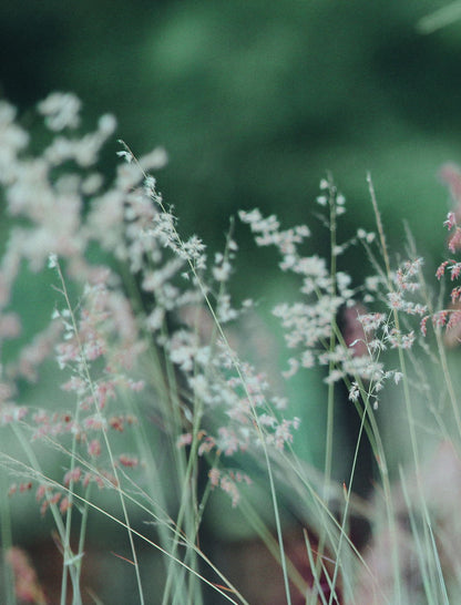 Dreamy Wildflowers | Spring Botanical Photography | Abstract Floral Poster