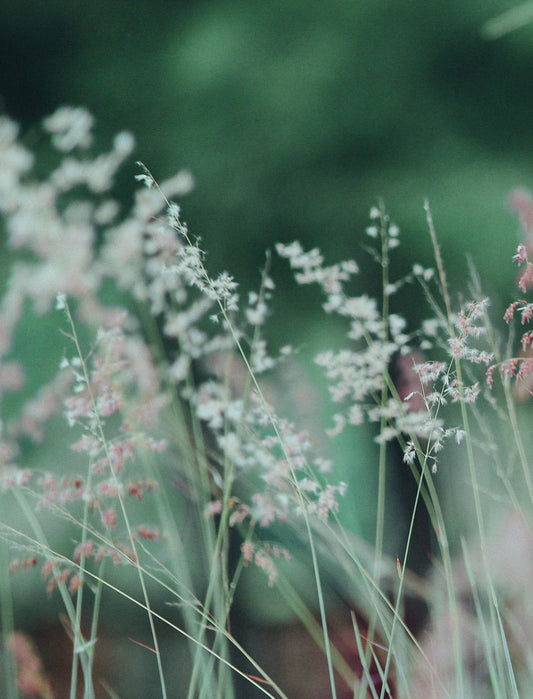 Dreamy Wildflowers | Spring Botanical Photography | Abstract Floral Poster