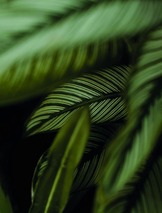 Tropical Calathea Leaves | Botanical Garden Photography | Lush Green Nature Poster