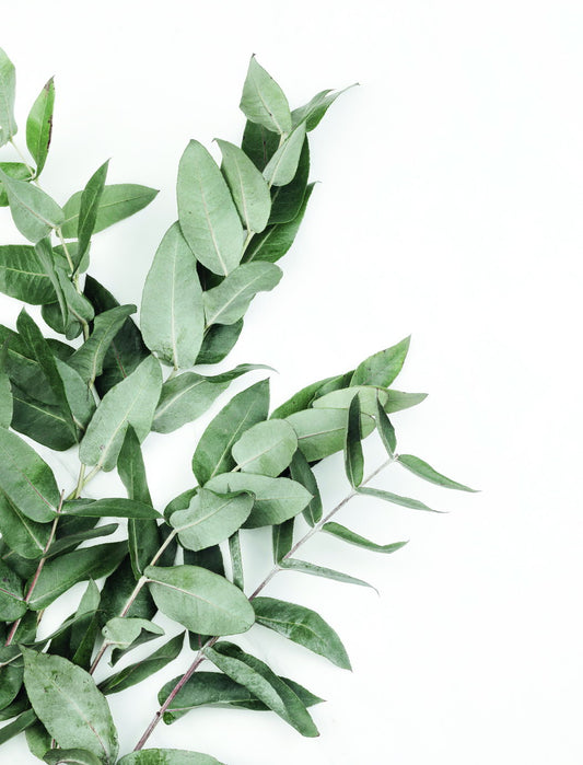 Eucalyptus Leaves | Minimalist Botanical Art | Scandinavian Greenery Poster