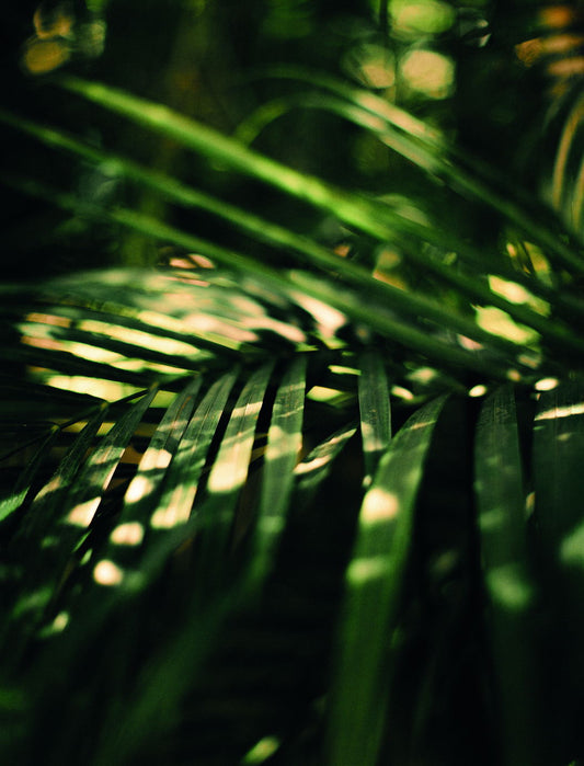 Lush Palm Leaves | Tropical Green Photography | Modern Botanical Poster
