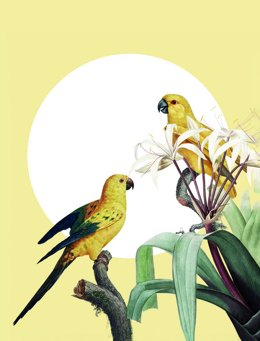 Vintage Yellow Macaw Illustration | Tropical Bird Art | Nature Drawing Poster