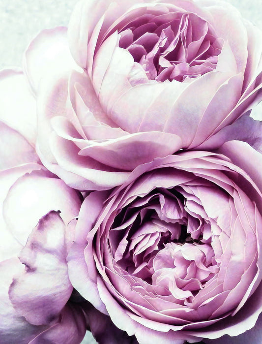 Pastel Peonies | Soft Floral Photography | Romantic Pink Flower Poster