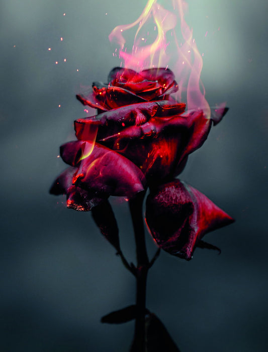 Burning Red Rose | Surreal Floral Art Print | Dramatic Dark Flower Poster